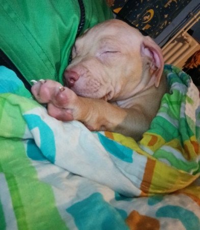 Amerikai Pitbull Terrier