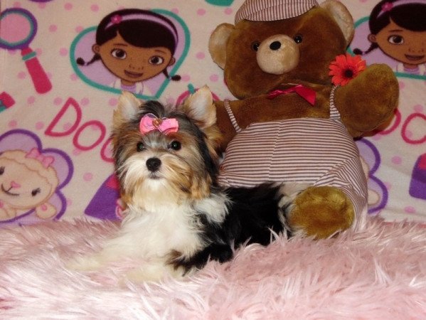 Biewer Yorkshire Terrier Yorki