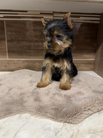 Mini Yorkshire terrier