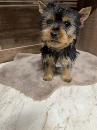 Mini Yorkshire terrier