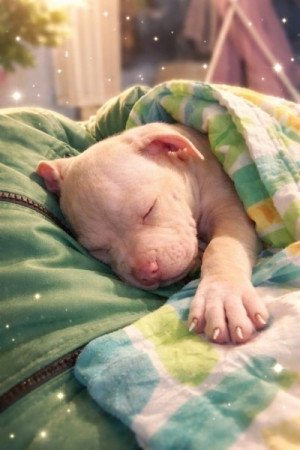 Amerikai Pitbull Terrier