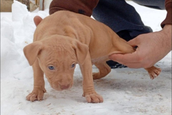 Amerikai Pitbull Terrier