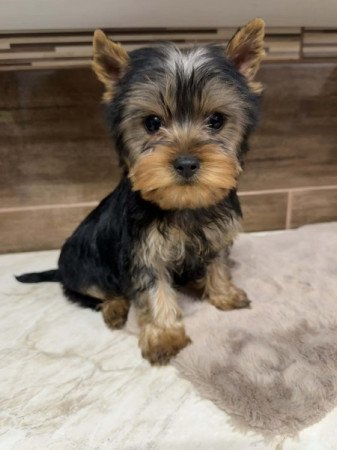 Mini Yorkshire terrier