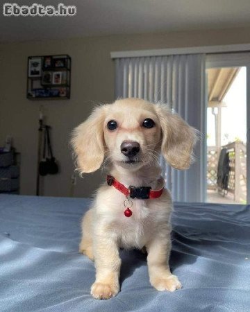 Dachshund puppies for sale mini size