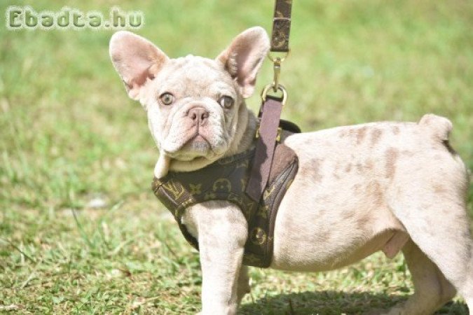 French bull dogs for adoption and rehoming