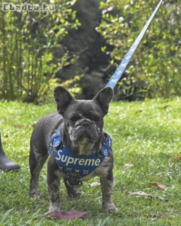 French bull dogs for adoption and rehoming