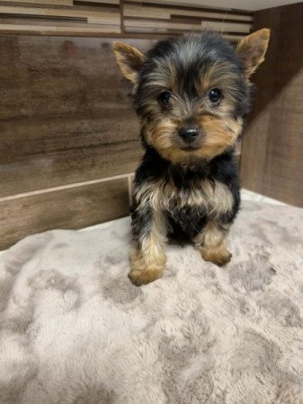 Mini Yorkshire terrier
