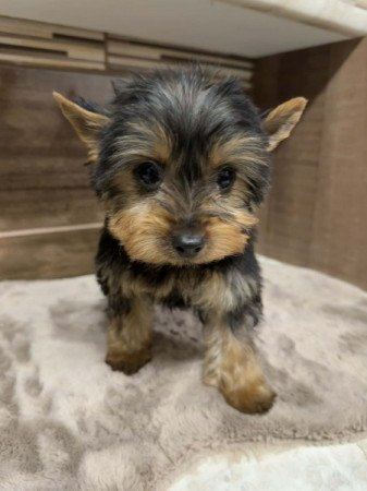 Mini Yorkshire terrier
