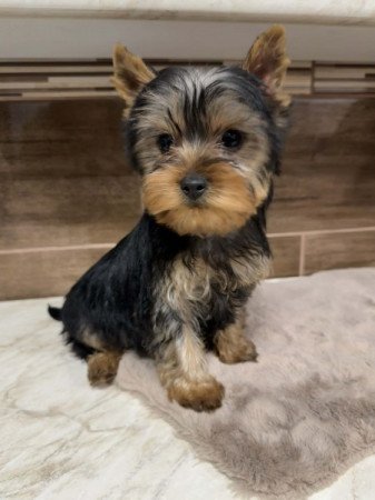 Mini Yorkshire terrier