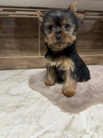 Mini Yorkshire terrier