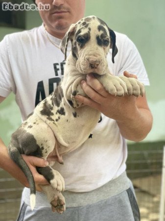 Német dog kiskutyák szerető gazdit keresnek