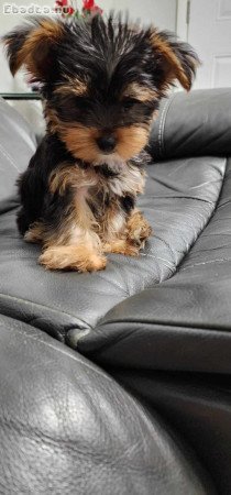 Yorkie puppies for adoption pure breed