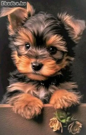 Yorkie puppies for adoption pure breed