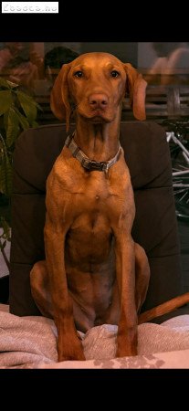 Törzskönyves magyar vizsla új családot keres