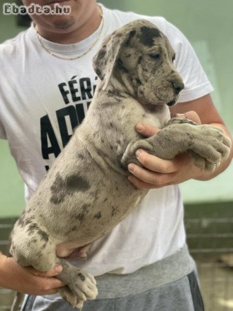 Német dog kiskutyák szerető gazdit keresnek