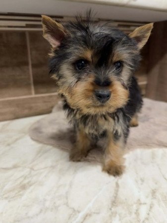 Mini Yorkshire terrier