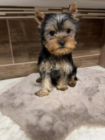 Mini Yorkshire terrier