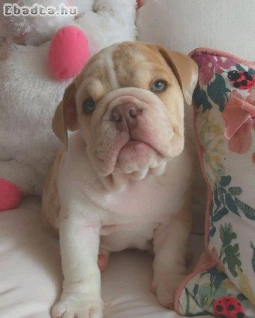 Old English bulldog for sale