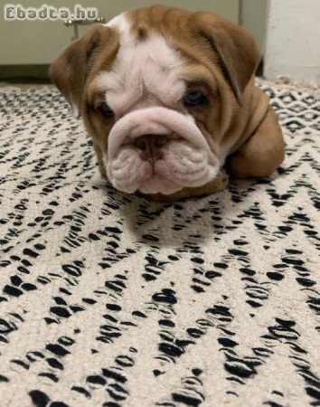 Old English bulldog for sale