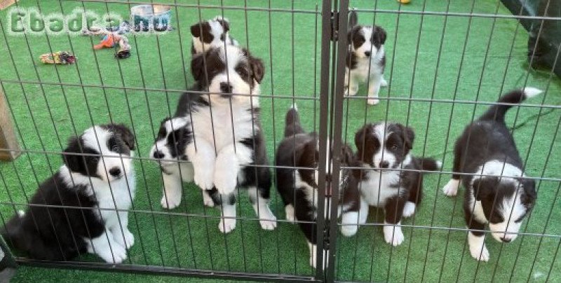 Törzskönyves Border Collie Kiskutyák