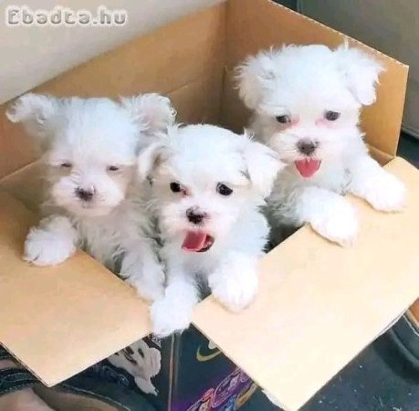 Maltese puppies for adoption