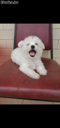 Maltese puppies for adoption