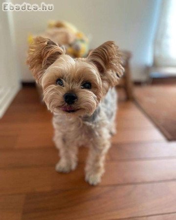 Registered yorkie puppies for sale