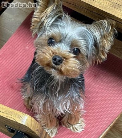 Registered yorkie puppies for sale