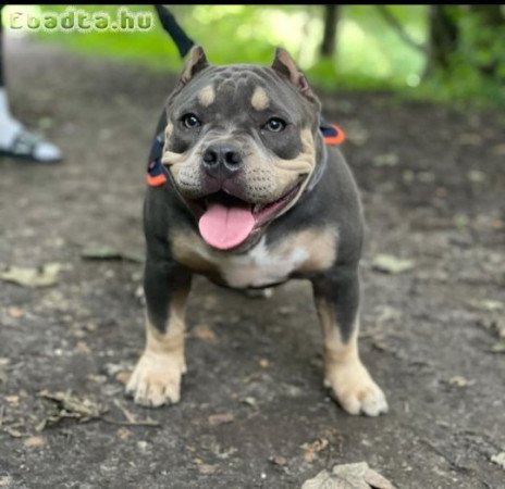 American micro Bully and pocket bull dog for sale