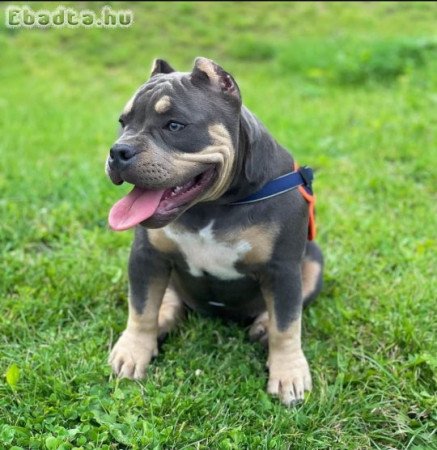 American micro Bully and pocket bull dog for sale