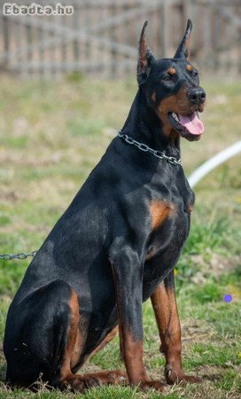 Doberman pinscher for sale