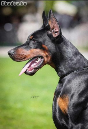 Doberman pinscher for sale