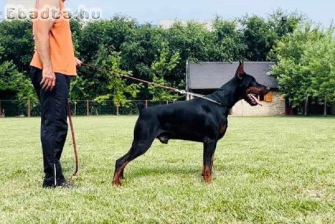 Doberman pinscher for sale