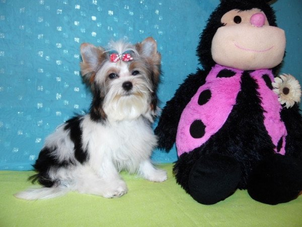 Biewer Yorkshire Terrier Yorki