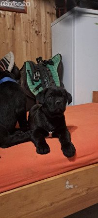 Cane corso puppies for sale