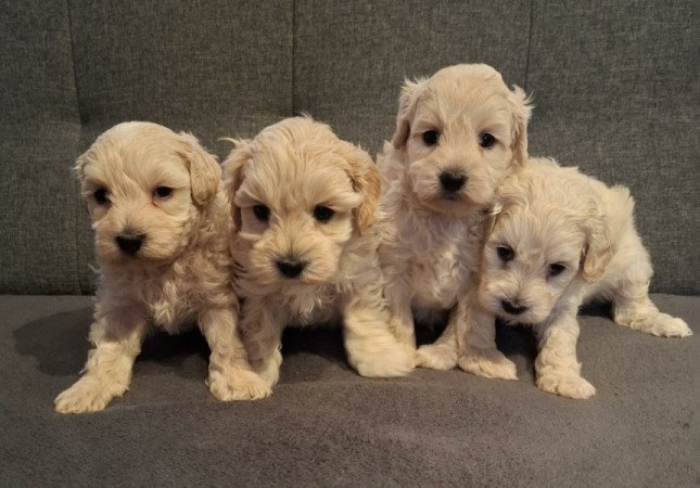 Maltipoo