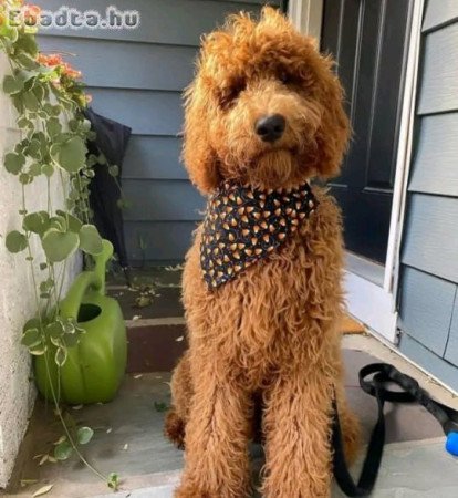 For sale mini standard and meduim size poodle pups