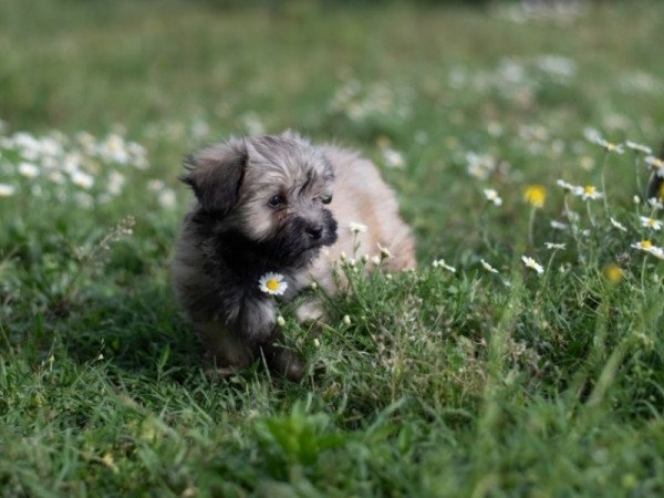 Bichon havanese