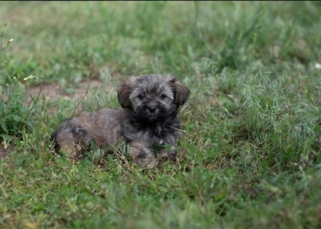 Bichon havanese