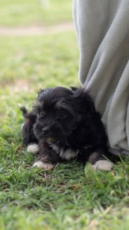 Bichon havanese