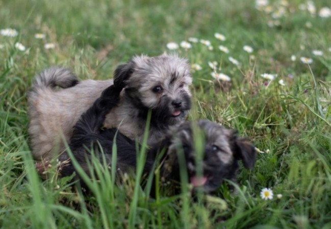 Bichon havanese