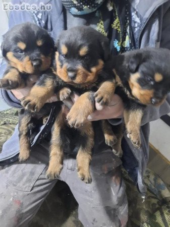 Rottweiler kölykök örökbefogadásra