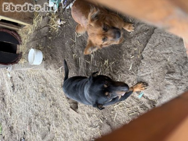 Tacskó keverék kutyák