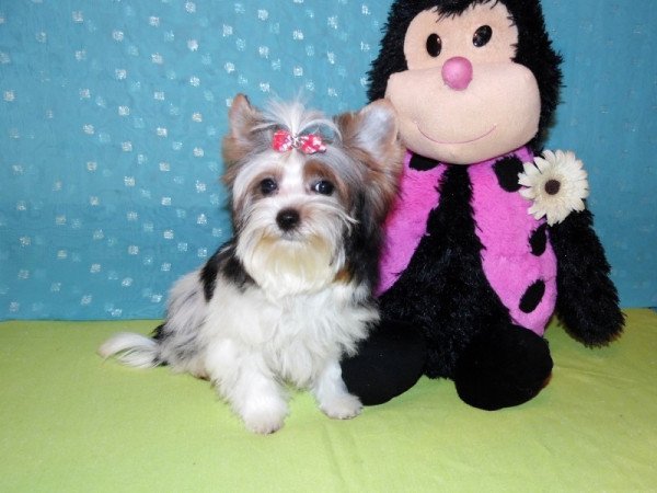 Biewer Yorkshire Terrier Yorki