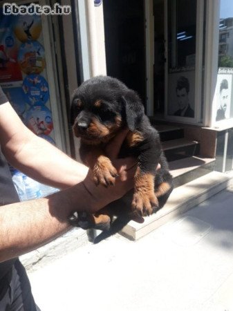 Rottweiler kölykök örökbefogadásra