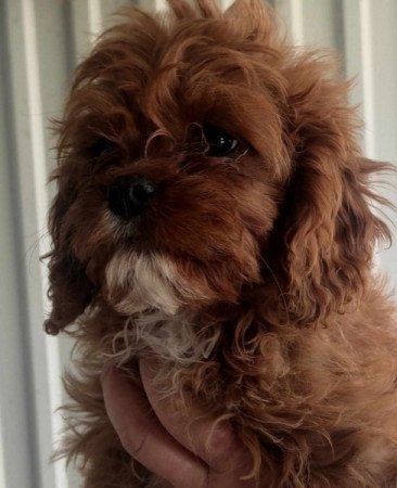 Cavapoo