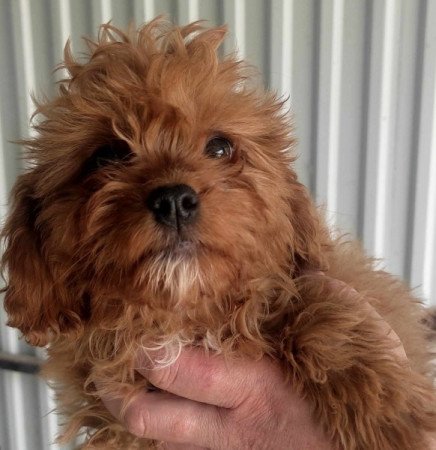 Cavapoo