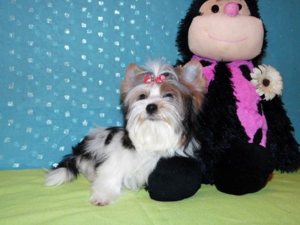 Biewer Yorkshire Terrier Yorki