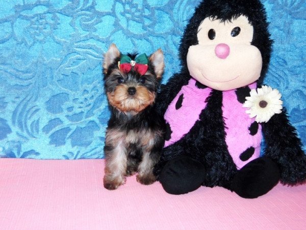 Yorkshire Terrier, Yorki