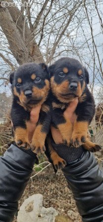 Rottweiler kölykök örökbefogadásra